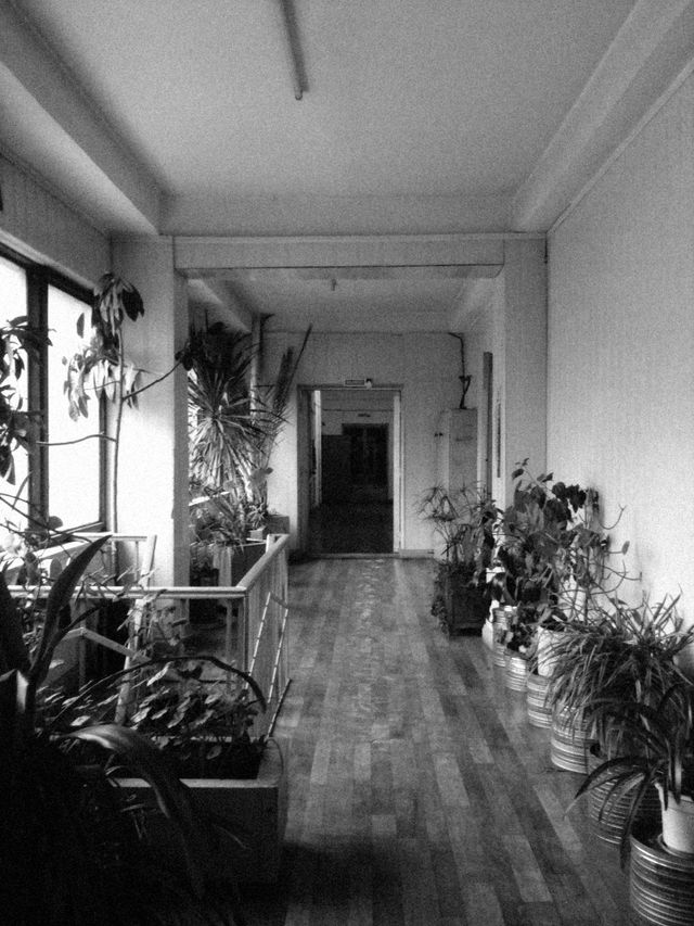 Corridor of potted plants, monochrome