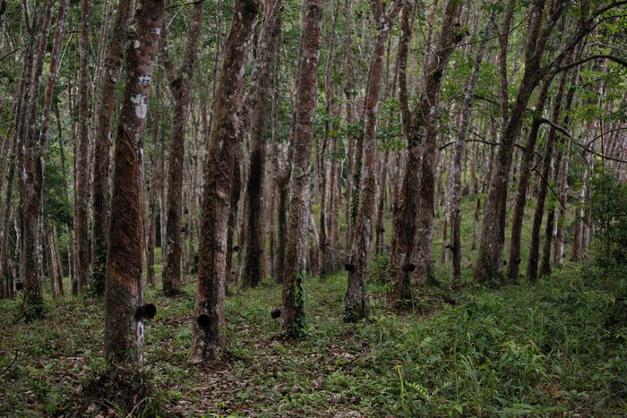 Rubber tree plantation