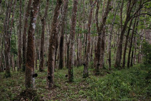 Free Dense rubber tree plantation showing vibrant green foliage and thick trunks. Stock Photo