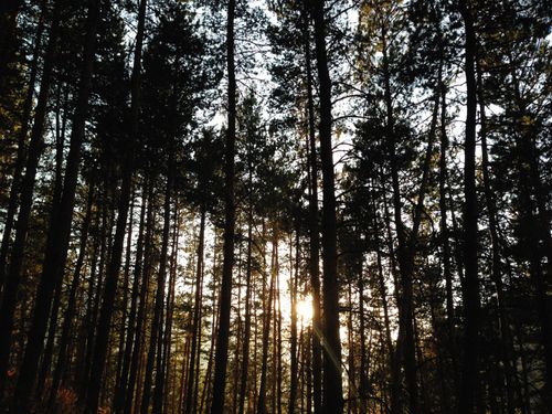 Free Captivating forest scene with sunlight filtering through tall trees. Stock Photo
