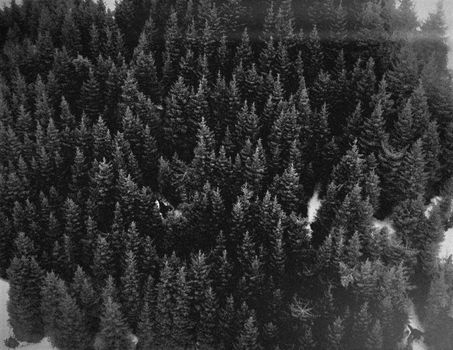 A dramatic aerial black and white view of dense pine forests.