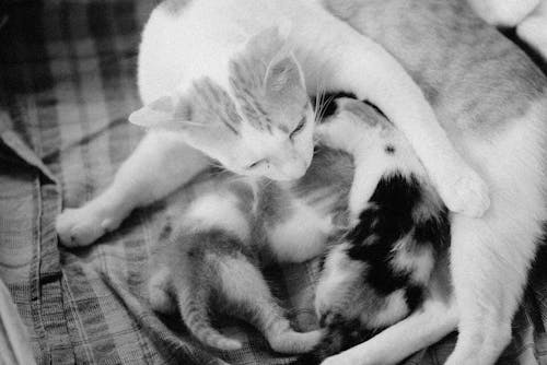 Gratuit Imagine de stoc gratuită din a închide, adorabil, alb-negru Fotografie de stoc