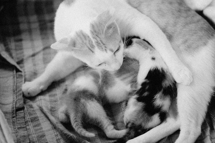 A Cat Feeding Her Kitten