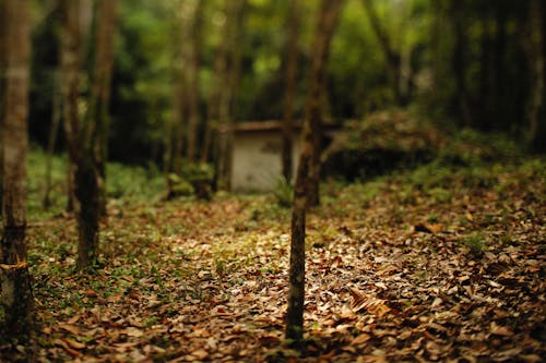 Foto profissional grátis de árvores, chão, folhas caídas