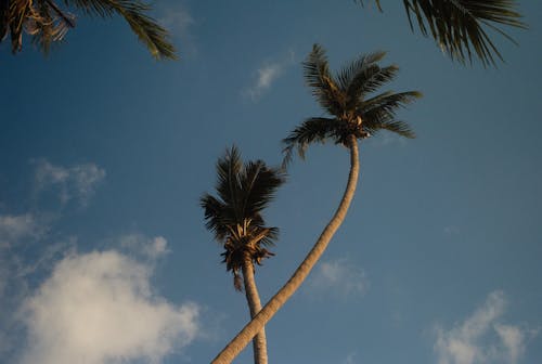 Low Angle Shot of Palm Trees 