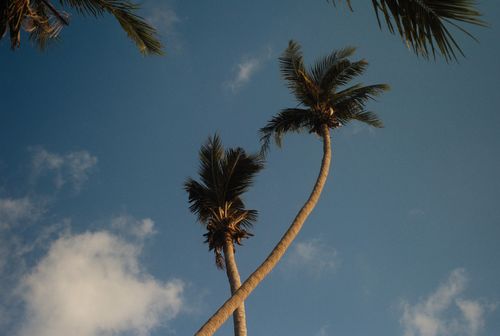 Free Low angle view of palm trees under a blue sky with clouds, perfect for tropical themes. Stock Photo