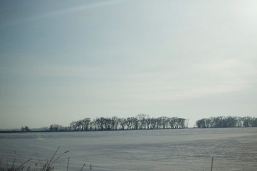 A calm winter scene with bare trees under a clear sky, perfect for nature lovers.