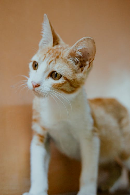 Free An Orange Tabby Cat in Close-up Shot Stock Photo