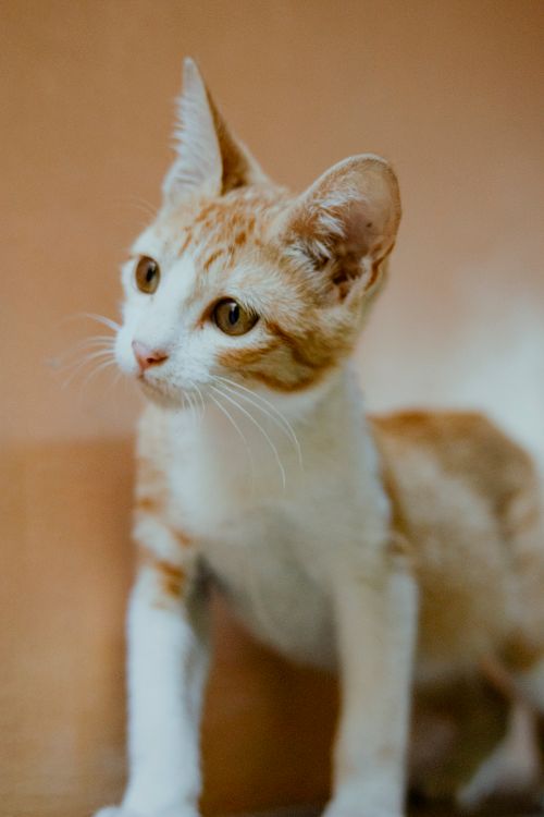 Free Adorable young tabby cat with soft fur and captivating eyes in a close-up portrait. Stock Photo