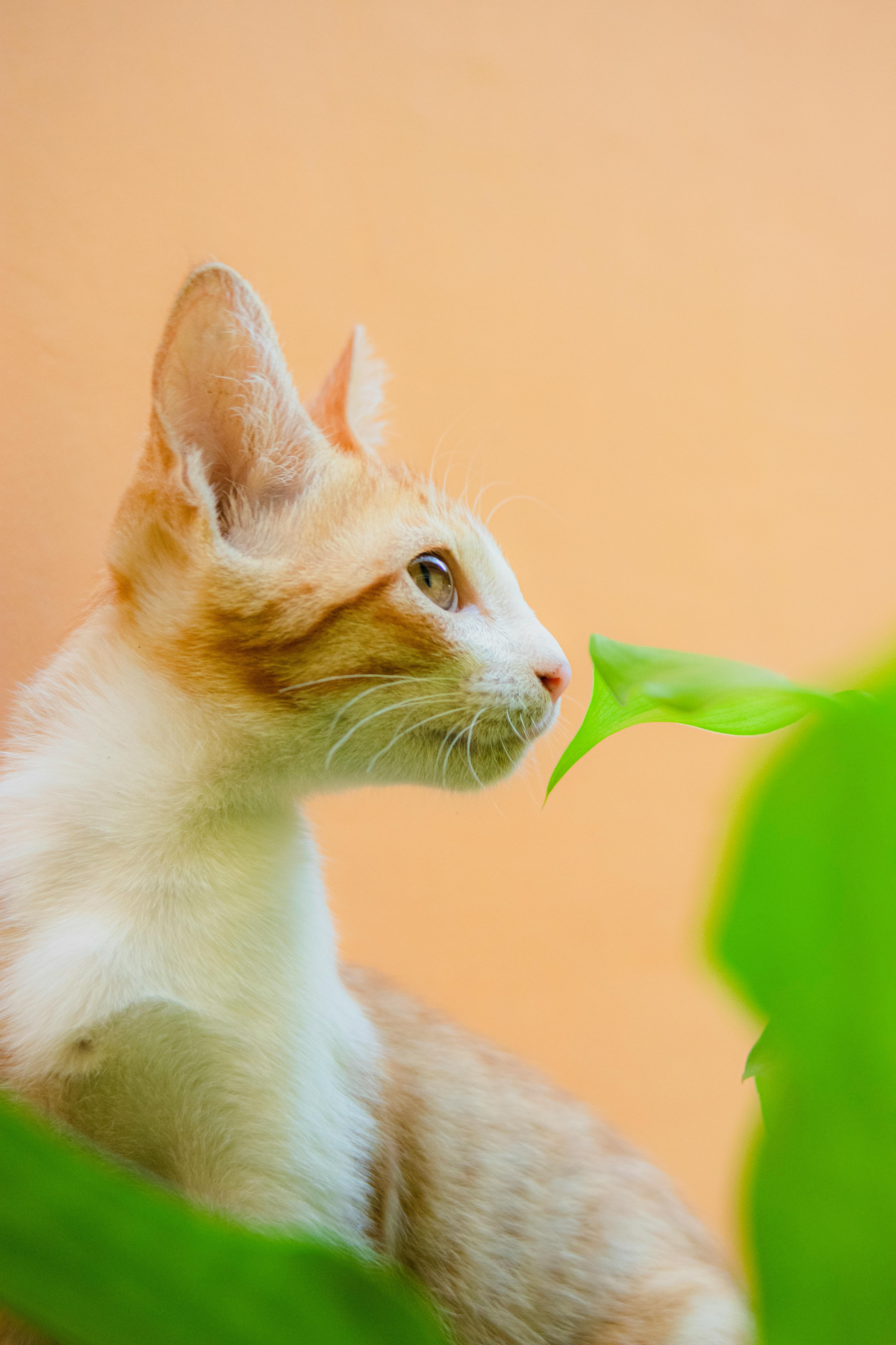Charming tabby kitten gazing amidst green leaves on a warm background.