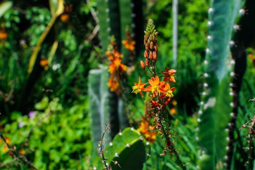 Free stock photo of beautiful flower, beautiful nature, cactus flower