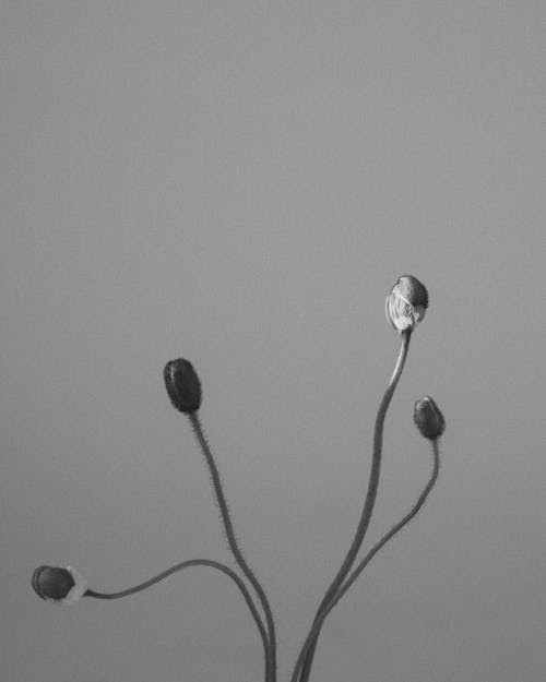Budding Flowers in Black and White