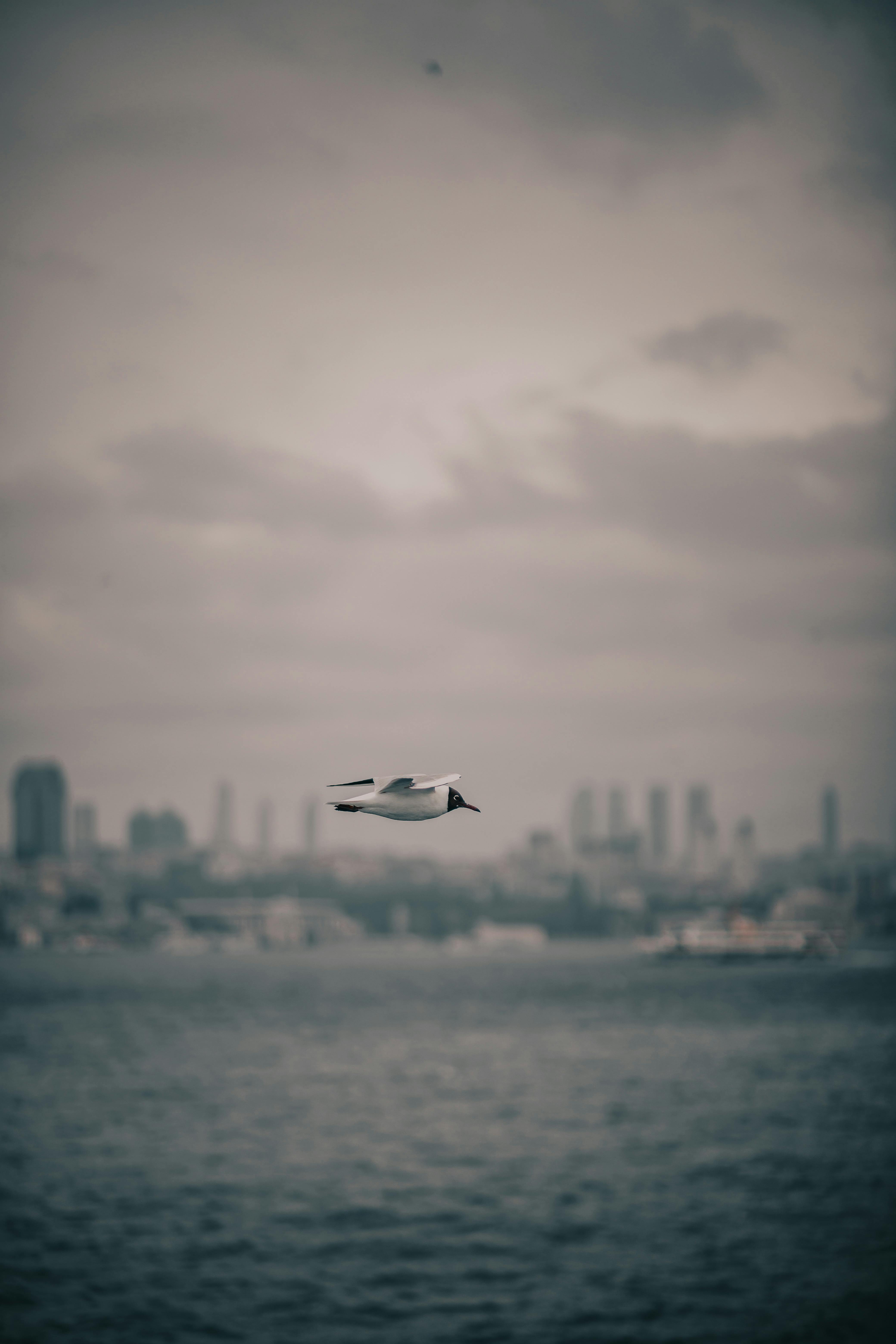 White Bird Flying over Body of Water · Free Stock Photo