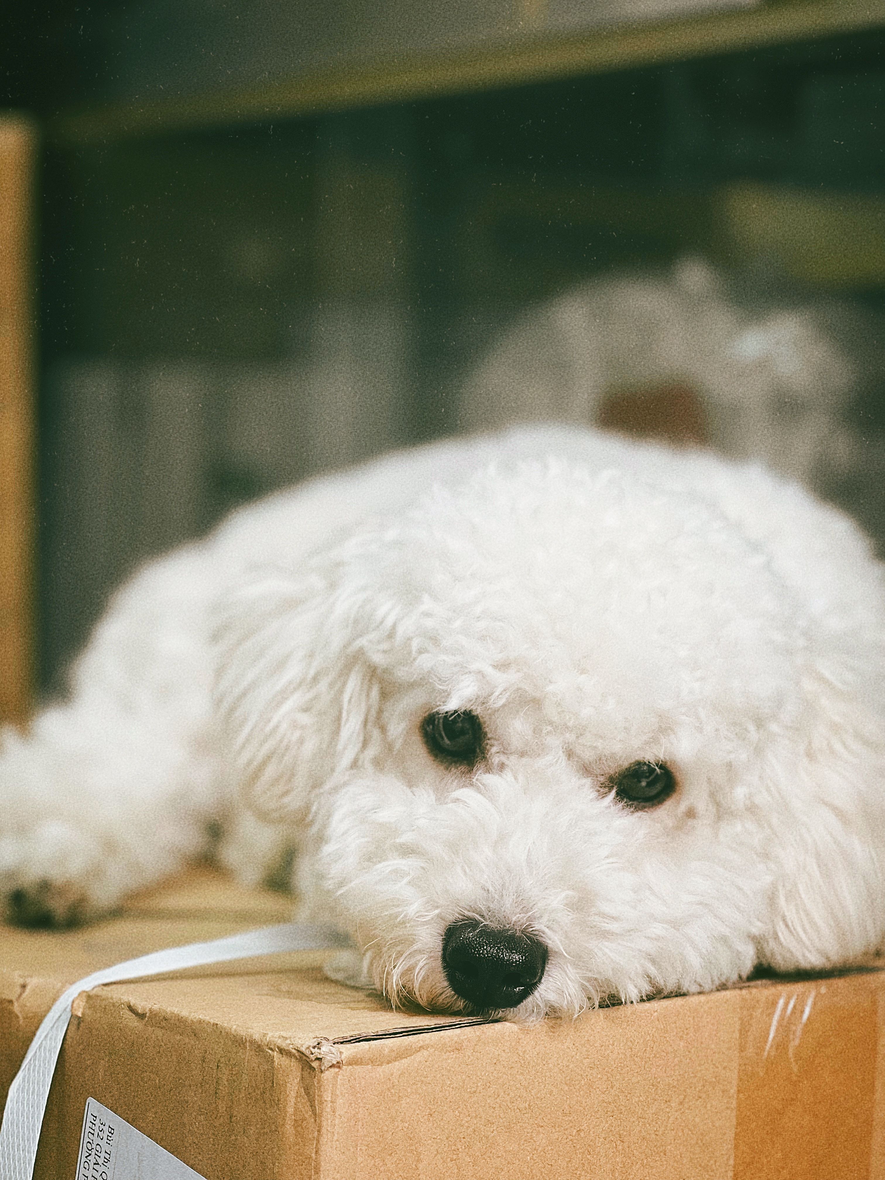 Close Up Photo of a White Dog · Free Stock Photo