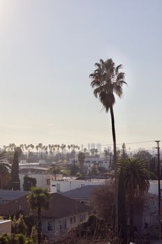Scenic view of Los Angeles neighborhoods with iconic palm trees under a clear sky.