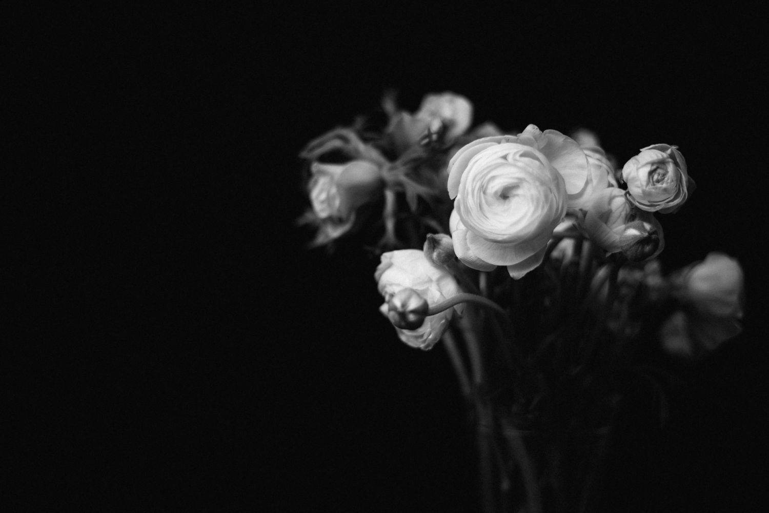 Dramatic Flowers Photos, Download The BEST Free Dramatic Flowers Stock ...