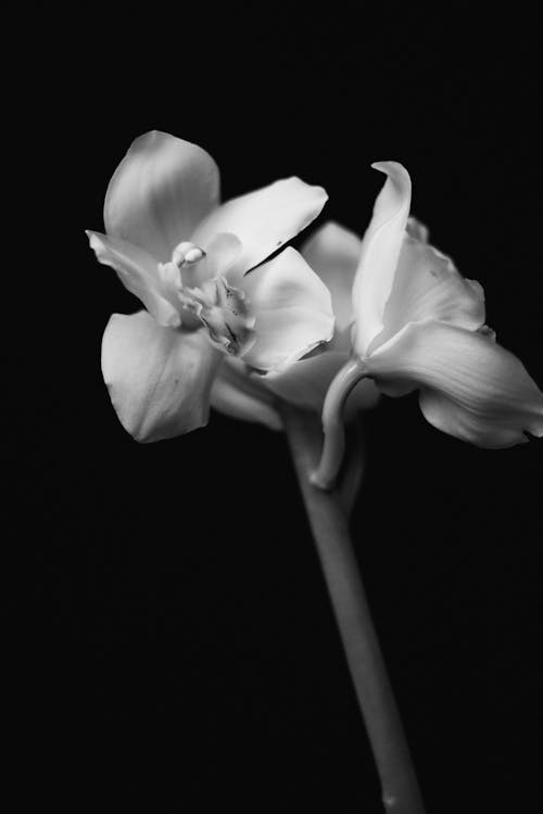 Grayscale Photo of White Flower