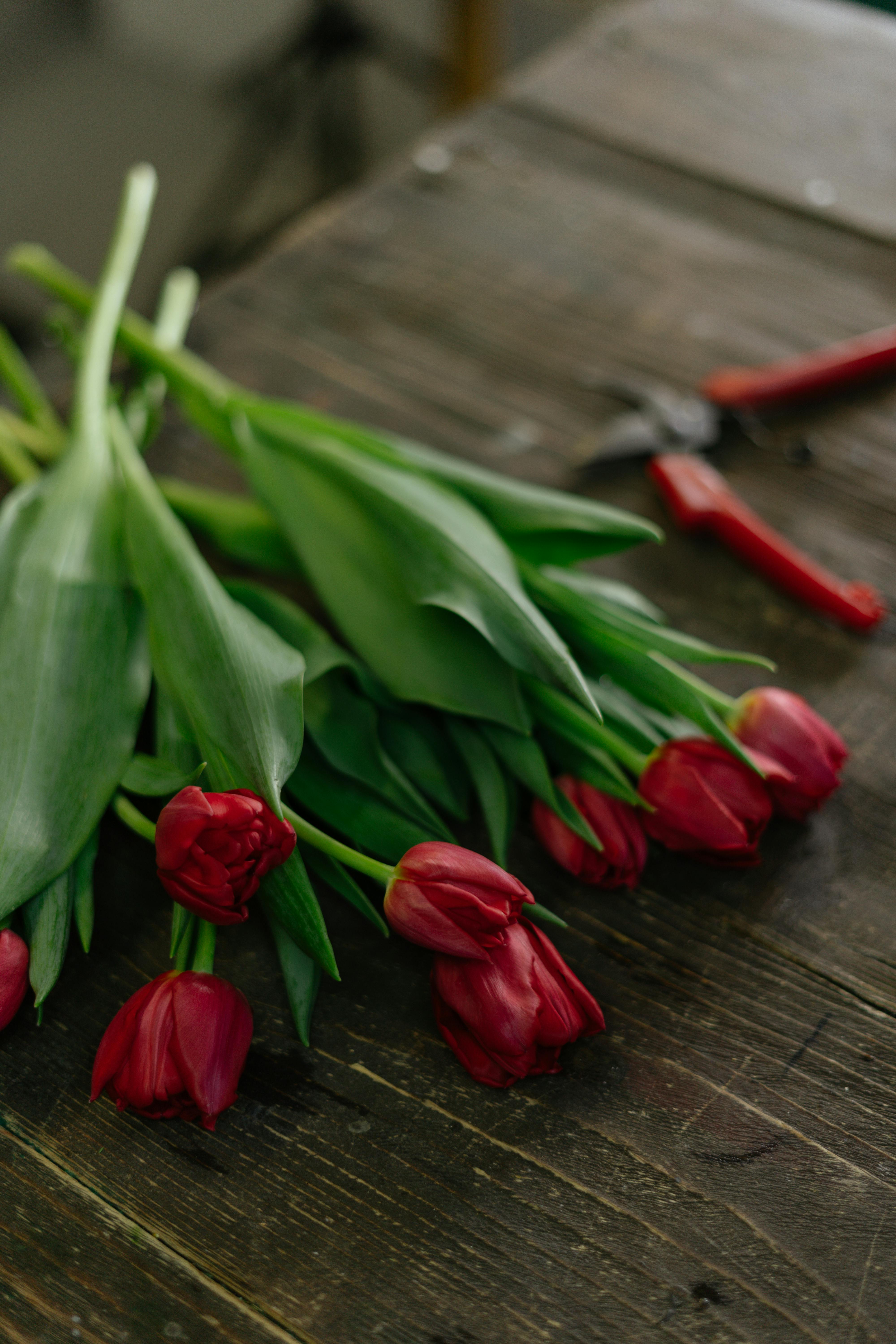 A bouquet of vibrant red tulips lying on a rustic wooden table alongside garden tools.