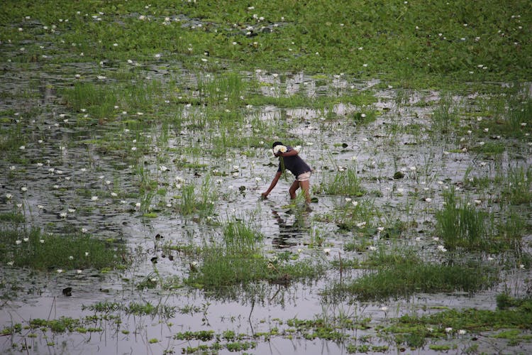 Person Harvesting Lotus Flowers