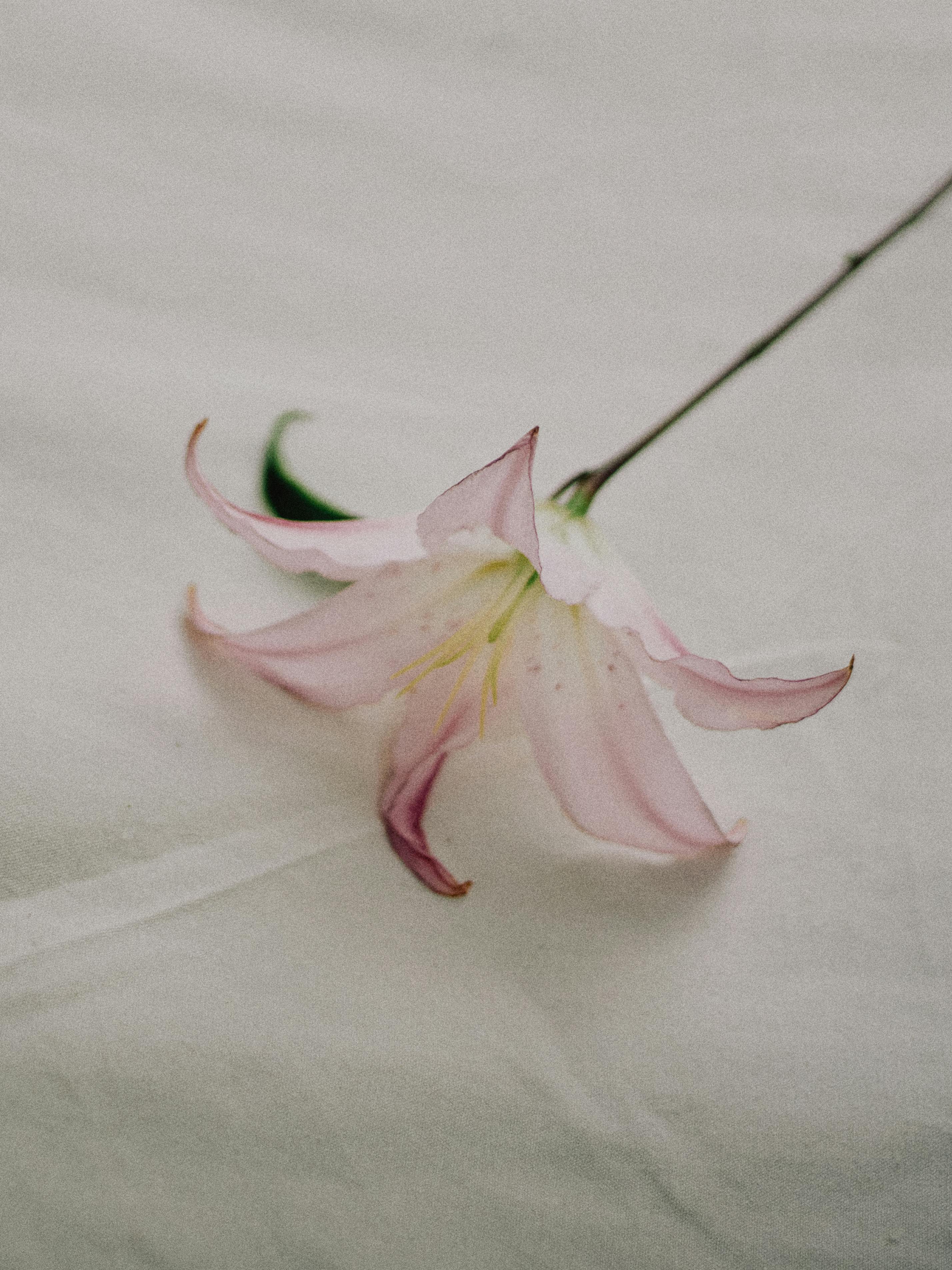 Close-up of a delicate pink lily flower resting on a white sheet, capturing its beauty and elegance.