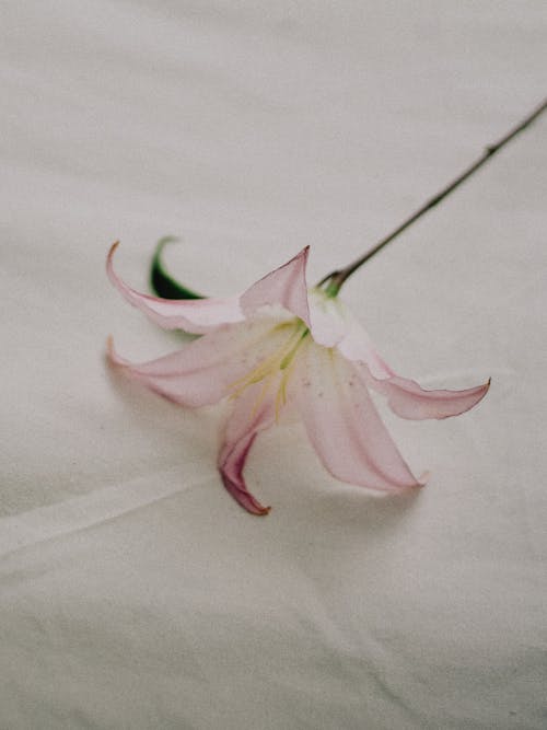 Lily Flower on Sheet