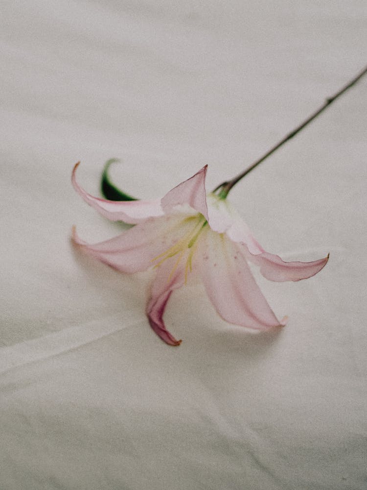 Lily Flower On Sheet