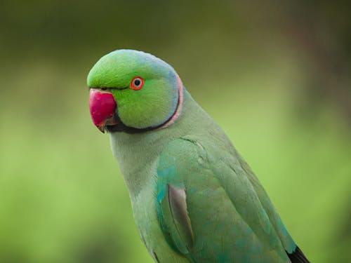 Green Bird in Close Up Photography