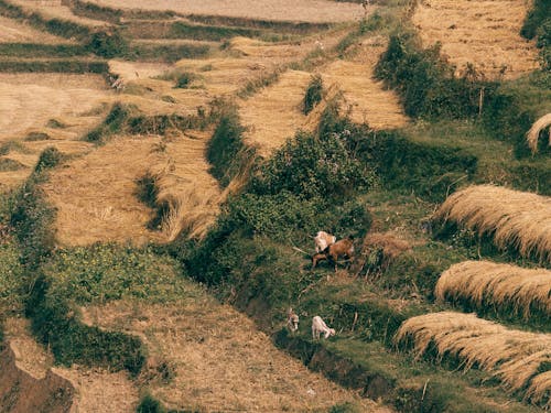 Darmowe zdjęcie z galerii z gospodarstwo, kozy, krajobraz