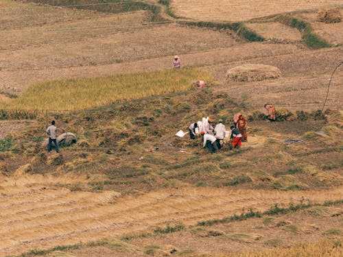 Základová fotografie zdarma na téma farma, farmáři, lidé