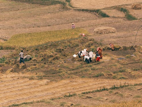 Gratis stockfoto met akkerland, boerderij, boeren