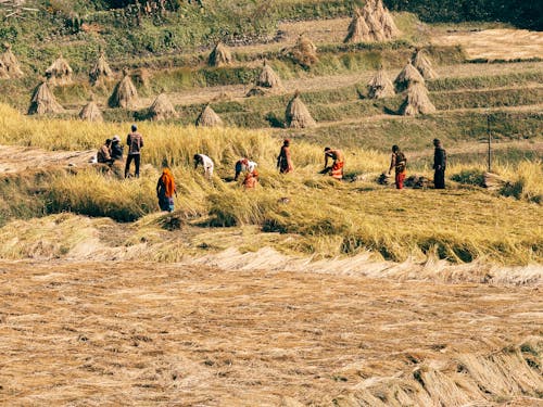 Immagine gratuita di agricoltori, agricoltura, azienda agricola