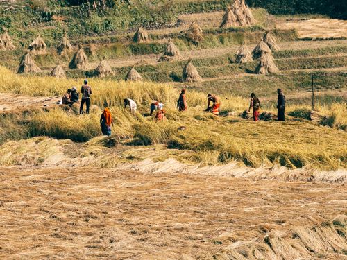 Free Group of farmers harvesting crops in terraced farmland under a sunny sky. Stock Photo