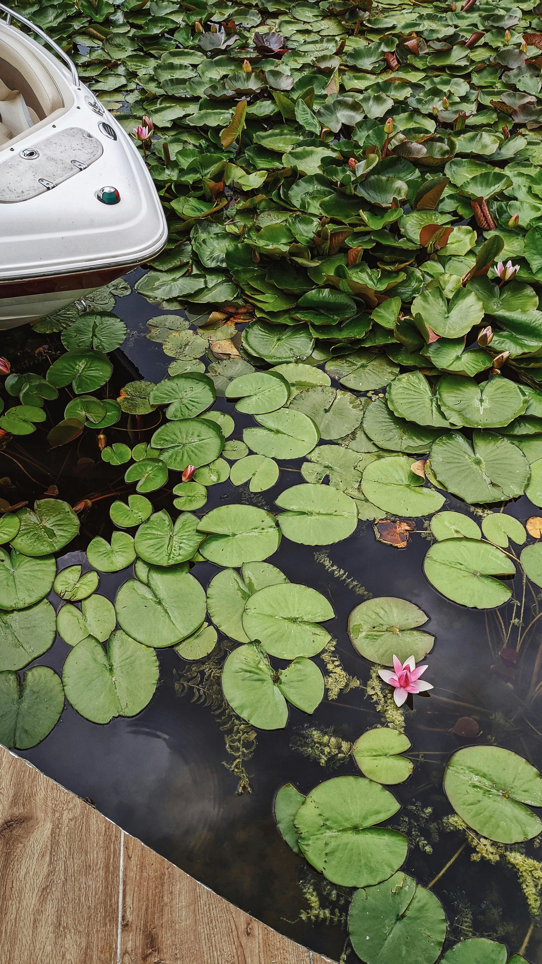 Peaceful pond with a boat and lush lily pads in Ukraine, showcasing natural beauty and tranquility.