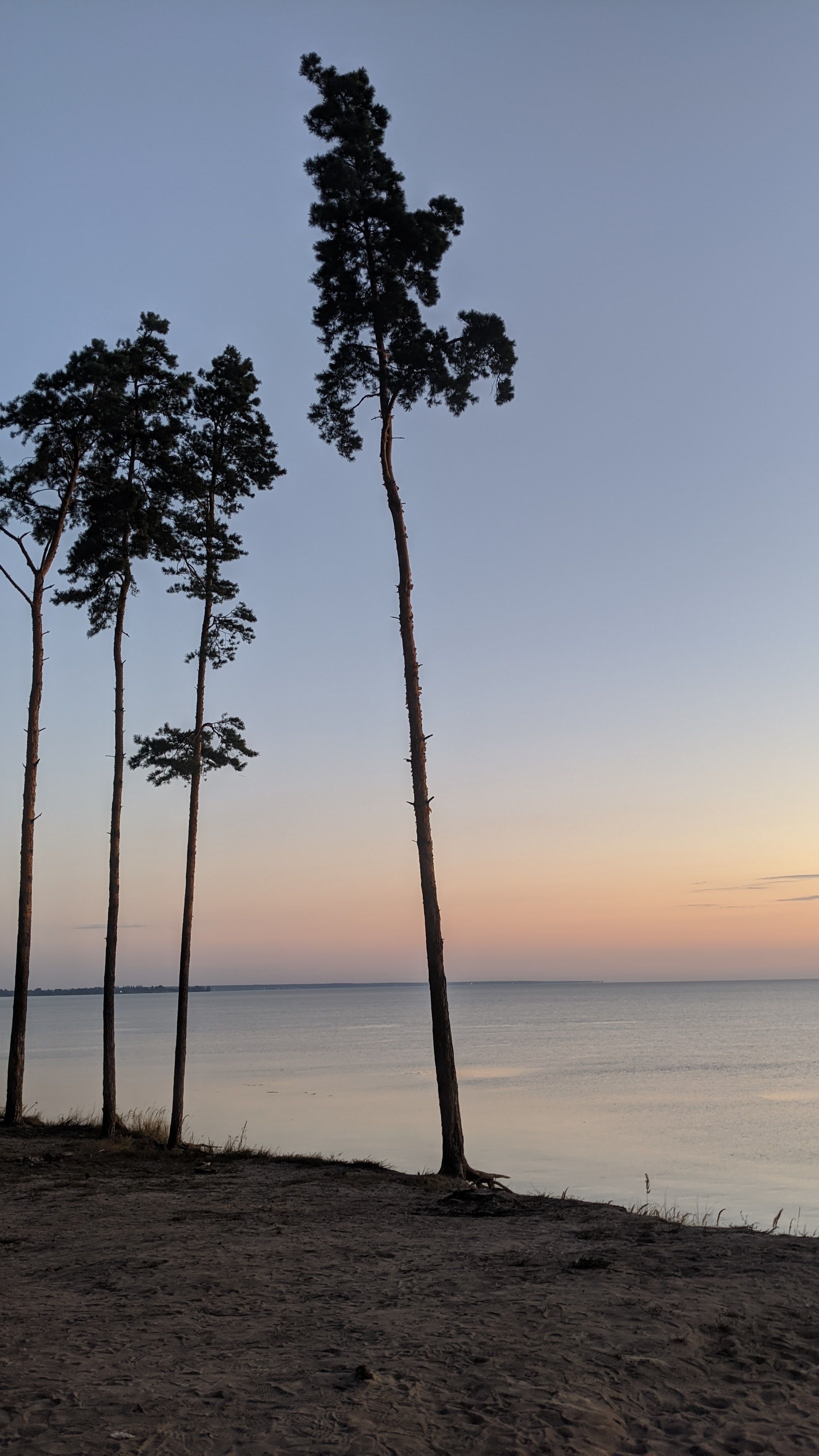 Tall trees silhouetted against a serene evening sky by the Dnieper River in Ukraine.