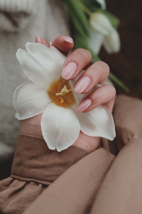 Free Elegant hand holding a delicate white flower with soft petals, showcasing floral beauty. Stock Photo