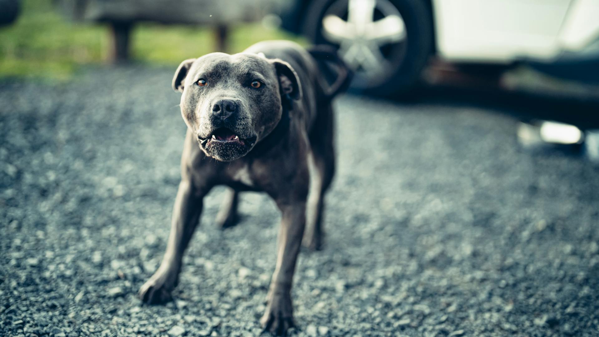 En närbild av en amerikansk Staffordshire terrier som står på klipporna