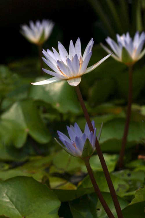 Free Elegant white pygmy water lilies blooming in a serene outdoor pond setting. Stock Photo