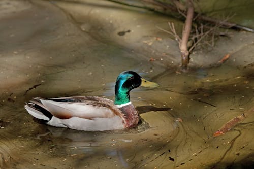 Free A mallard Duck Paddling on Water Stock Photo