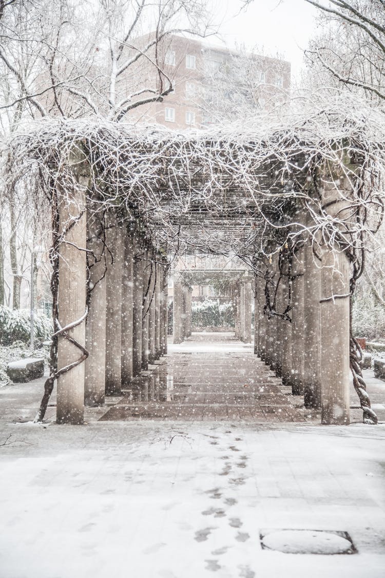 Vines Wrapped Around Pillars