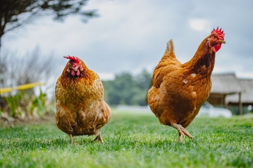 Free Two free-range hens walking on grass in a natural outdoor setting. Capture of poultry life. Stock Photo