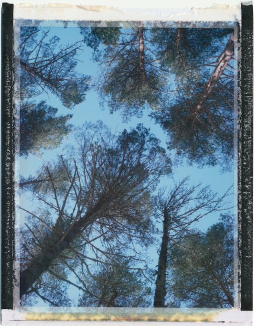 Low angle view of tall trees reaching towards the clear blue sky, creating a serene natural canopy.