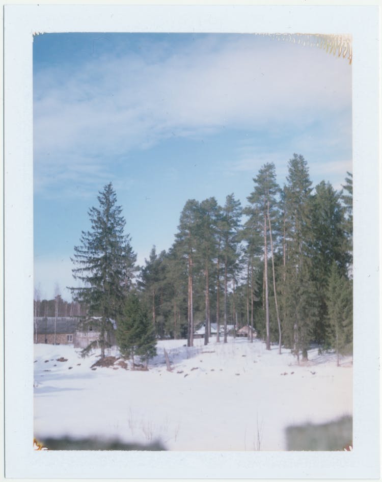 Photo Of Trees And Snow