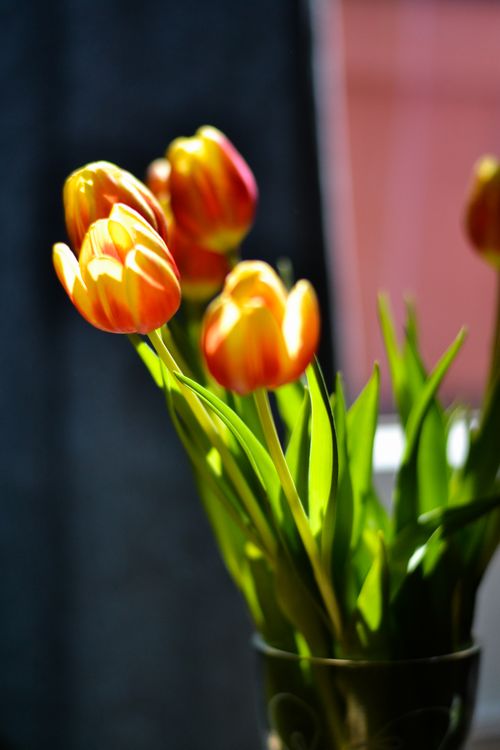 Free A close-up of vibrant orange tulips against a soft background, showcasing their bloom. Stock Photo