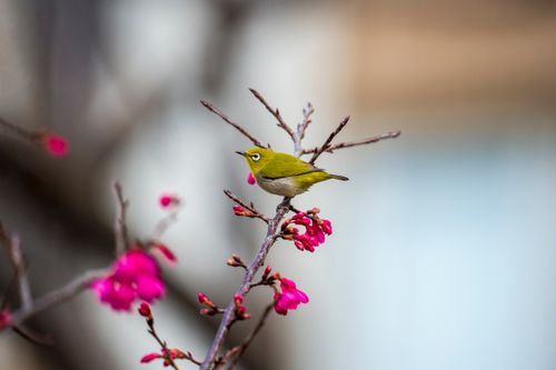 Free A charming warbling white eye bird sits on a blooming cherry blossom branch, showcasing its vibrant colors. Stock Photo