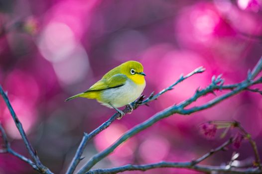 Japanese White-eye perched on a branch against vibrant pink blossoms background.