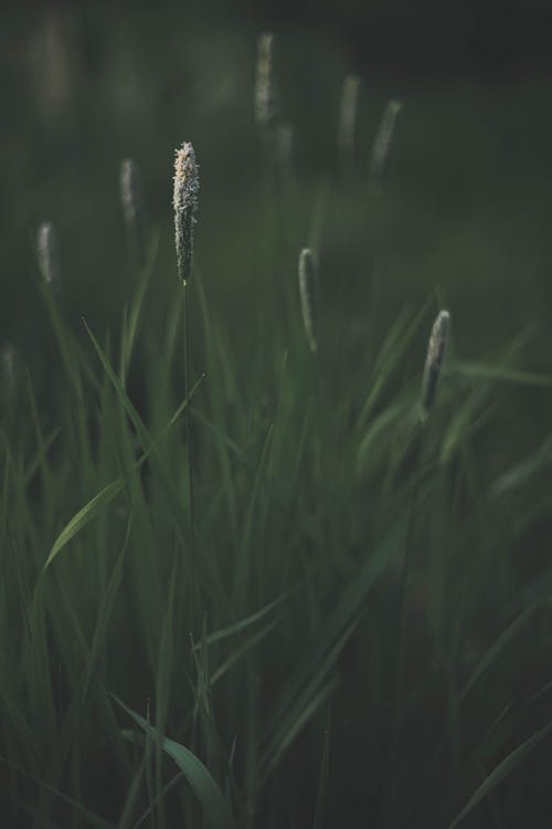 Kostnadsfri bild av äng rävstjärna, bakgrund, gräs