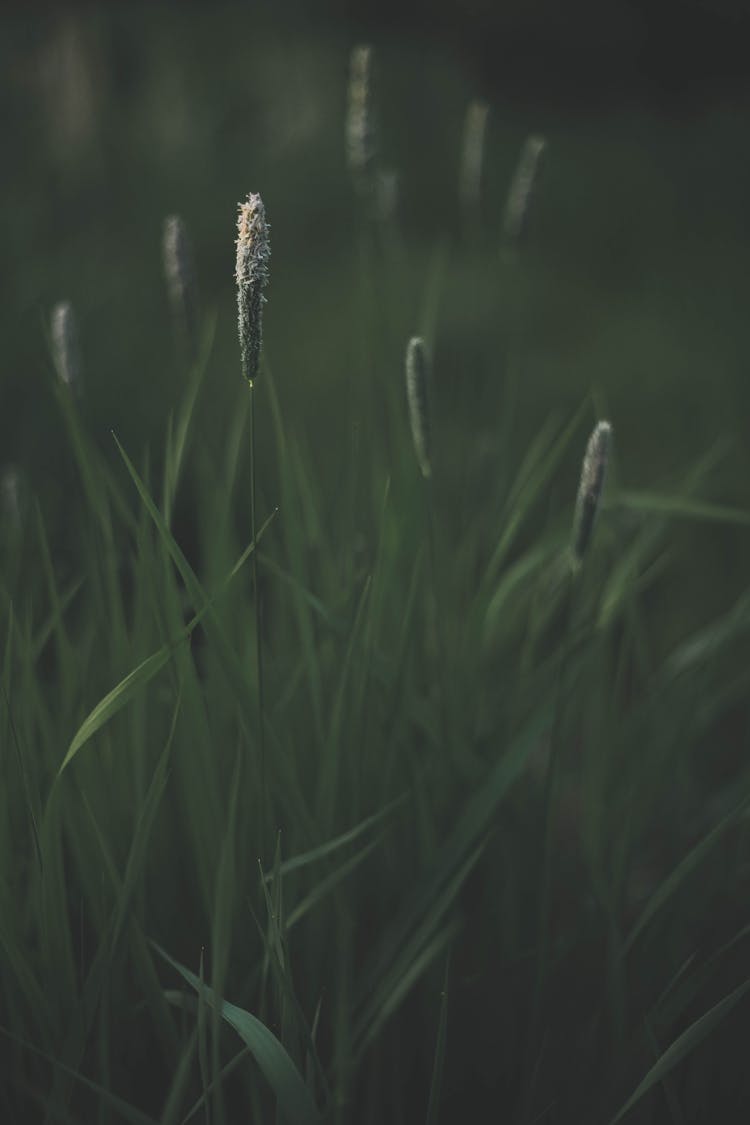 Green Grass On Field