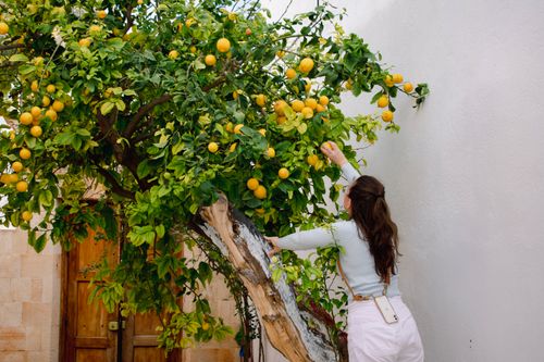 Free Woman reaching for ripe lemons in a lush garden in Rhodes, Greece. Stock Photo