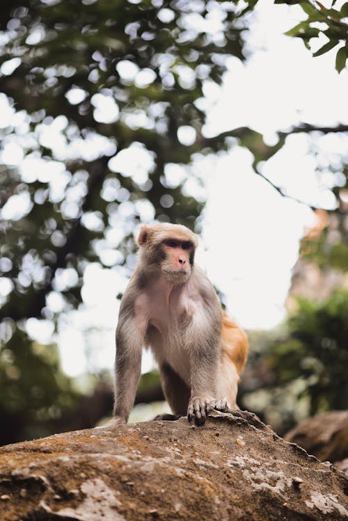 Monkey on Top of a Rock