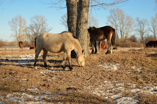 Photos gratuites de animal, campagne, chevaux